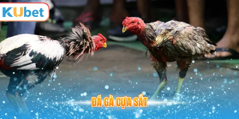 Đá gà cựa sắt